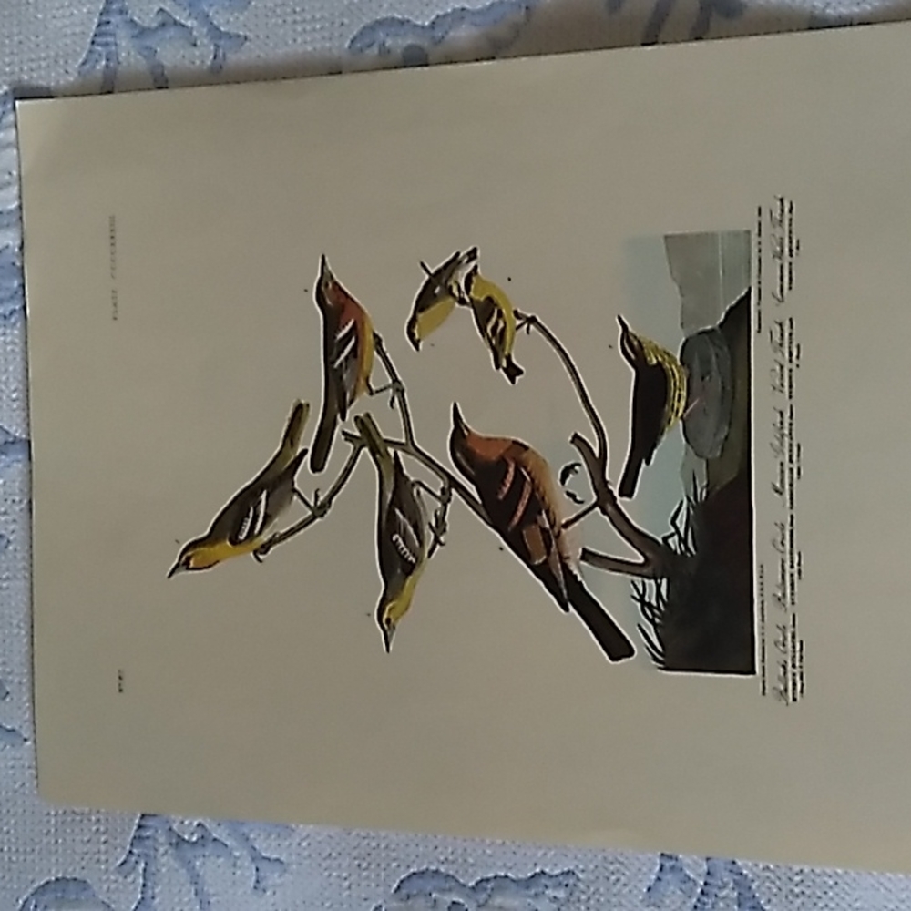 Bird print from the milwaukee public library.